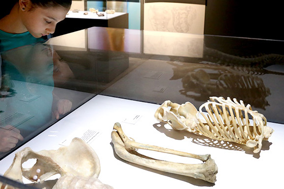 bodies-revealed-odysea