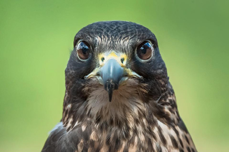 arizona-airborne-raptors