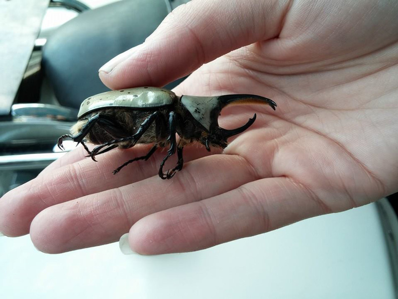 sw-conservation-center-firespring_rhino-beetle