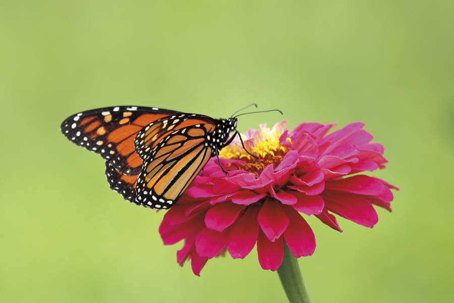 MonarchButterfly-DBG