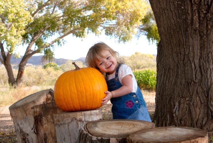 Mortimer Farms, pumpkin festival, corn maze