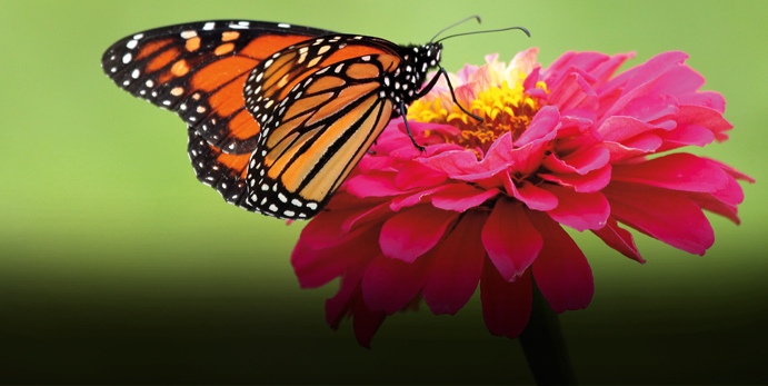 1810-teaser-FallButterflys