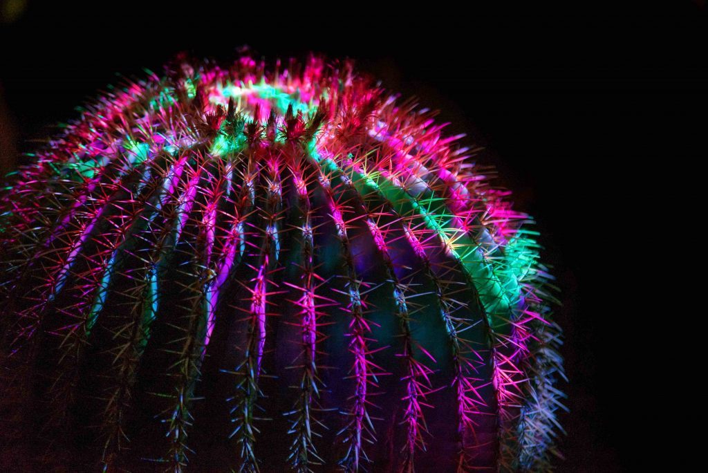 Electric-Garden-Desert-Botanical-Garden
