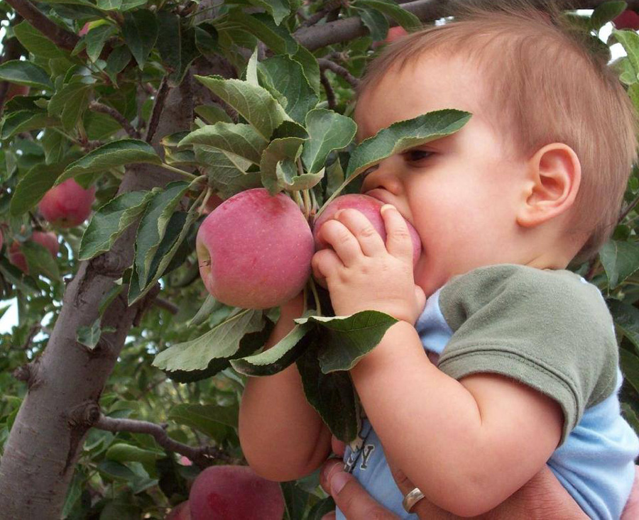 apple-annies-willcox