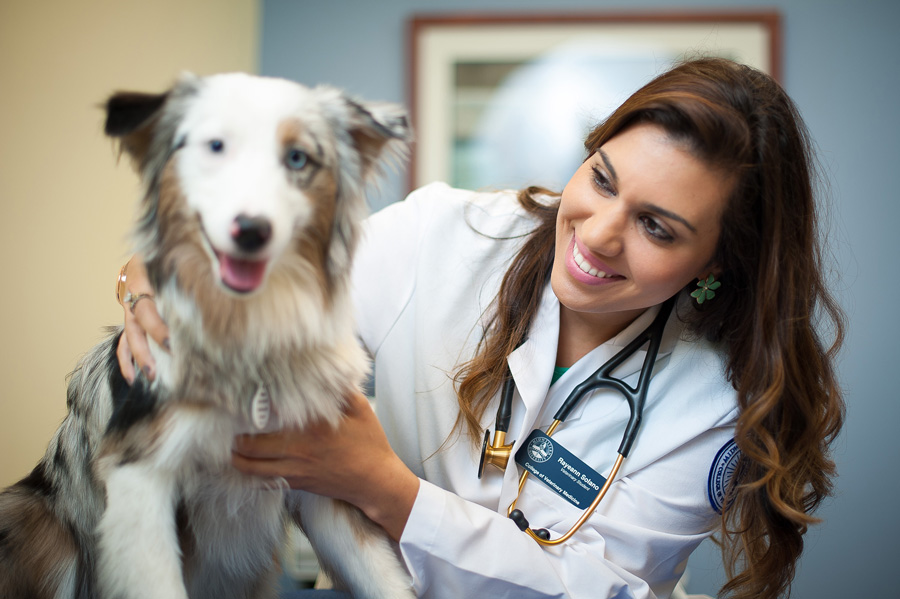 midwestern-college-veterinary-medicine