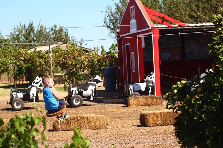 vertuccio-farms-fall-festival