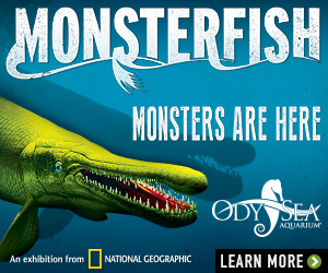 181102_MF-DigitalAds-300×250-After-Nov11