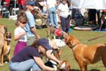 doggie-street-festival