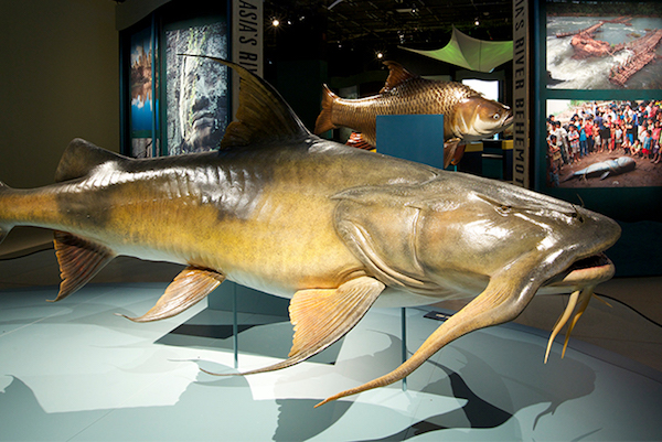 OdySea Aquarium Monster Fish