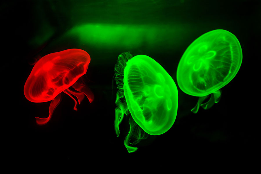 bioluminescent-jellyfish