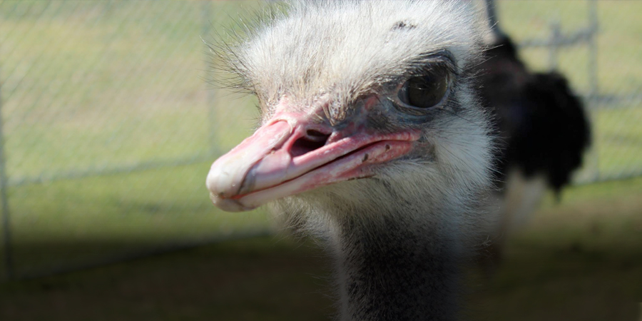 1903-teaser-OstrichFestival