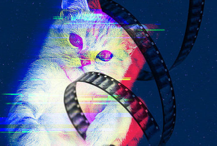 CatVideoFest