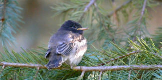 Bird Walks - Arboretum at Flagstaff
