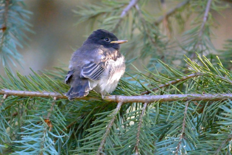 Bird Walks - Arboretum at Flagstaff