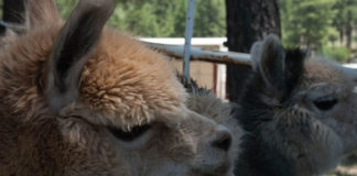 Flag Wool and Fiber Festival