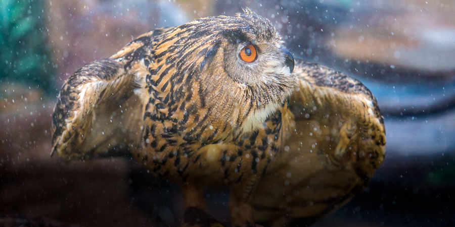 1906-teaser-WinterJulyPhxZoo