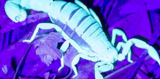 In Search of Scorpions