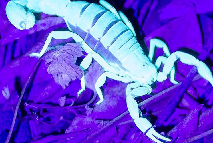 In Search of Scorpions