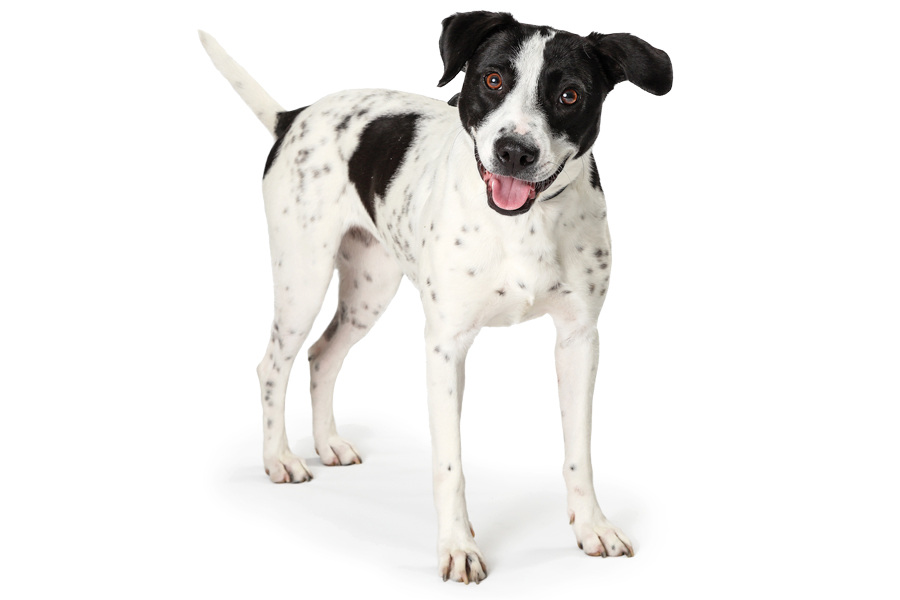 FurryFriendsFineArtsFestival