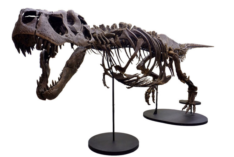 Victoria the T-Rex