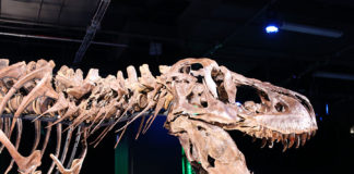 Victoria the T. Rex at Arizona Science Museum