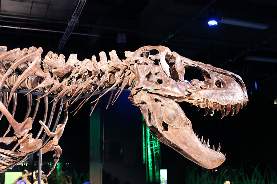 Victoria the T. Rex at Arizona Science Museum