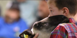 Arizona National Livestock Show