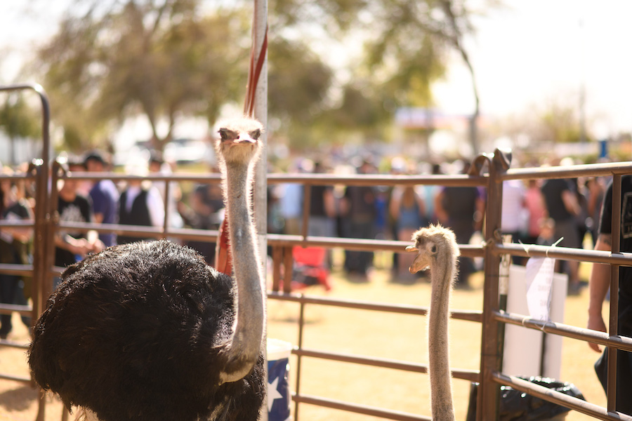 Ostrch-Festival-ostriches
