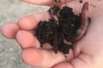 EarthWorms2