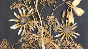 heritage-square-dried-flowers