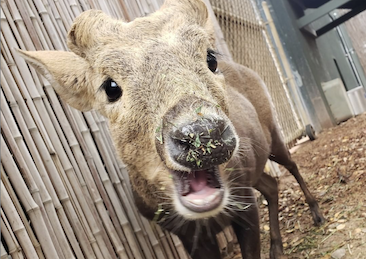 Phoenix-Zoo-Digital-Safari