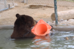 bear-and-cone