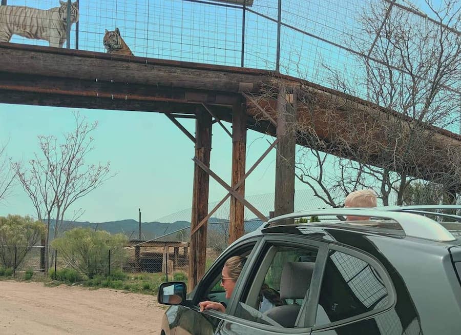 Out of Africa, drive-through