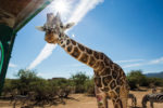 OutofAfrica-giraffe