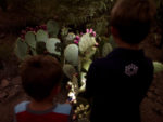 flashlight-nights-desert-botanical-garden