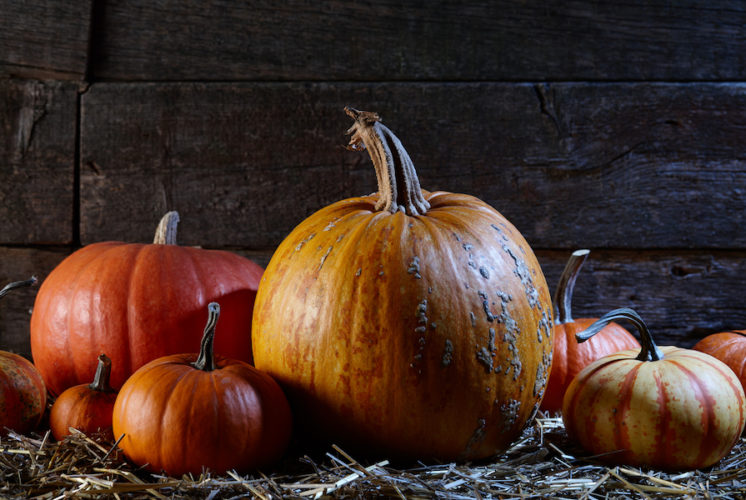 pumpkin patch at night