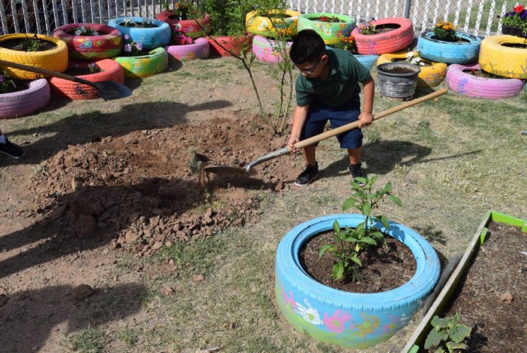 Cartwright Community Garden