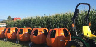 Marana Pumpkin Patch, Arizona, corn maze, straw mountain, pony rides