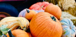 Vertuccio Farms, Corn Maze, fall festival, pumpkin patch