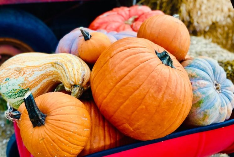 Vertuccio Farms, Corn Maze, fall festival, pumpkin patch