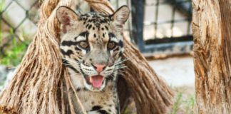 Wildlife World Zoo & Aquarium