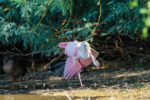 AzStateParks-Spoonbills