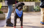Event-Gallery-Resize-Recovered.psd_0006_Dog-Days-2