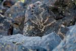 deer-valley-petroglyphs