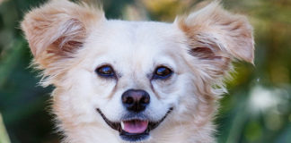 Dog Days, Desert Botanical Garden