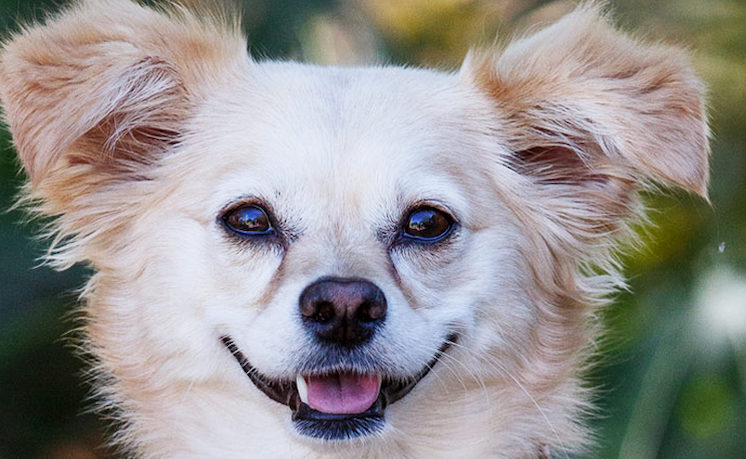Dog Days, Desert Botanical Garden