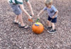 Pumpkin science experiment