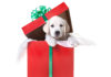Gifting Pets Over Holidays The Right Way