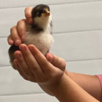 SanTanCharterSchool–OutdoorEnvironment1