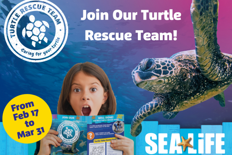 Turtle Rescue | Raising Arizona Kids Magazine